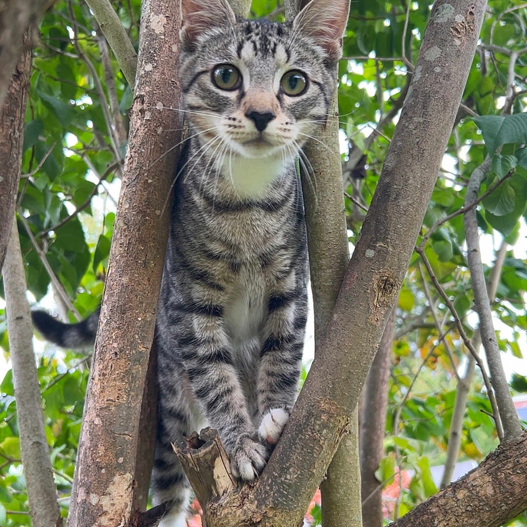 Tigrou a rejoint le concours — aidez-le/la à gagner de superbes lots ! animal, branches, cat, climbing, closeup, curious, daylight, eyes, feline, fur, green_leaves, nature, outdoor, paws, pet, portrait, tabby_cat, tree, whiskers, wildlife