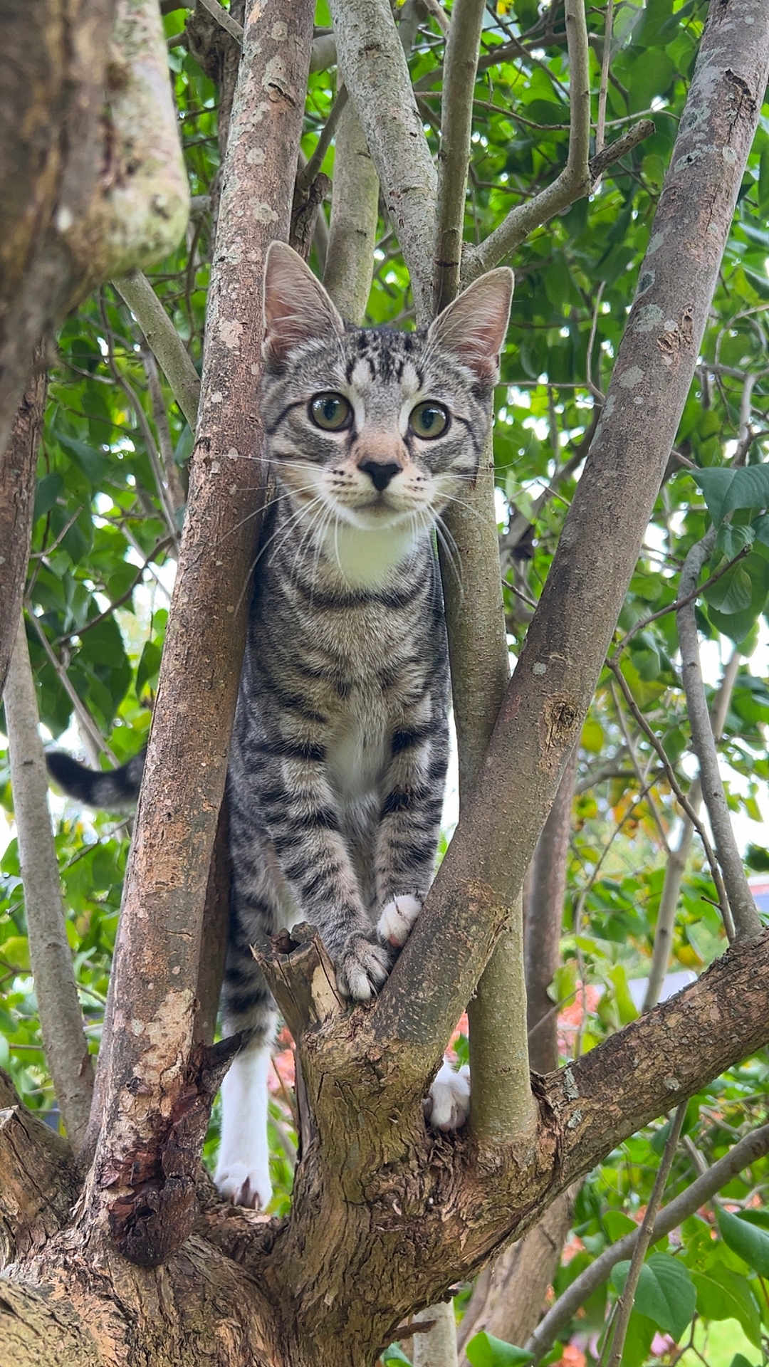 Tigrou