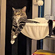 Lux joined the competition — help win amazing prizes! animal, cat, comfort, cozy, cute, domestic_animal, fur, furniture, hammock_bed, home, indoor, nap, paws, pet, relaxed, resting, shelf, sleeping, tabby_cat, whiskers