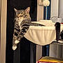 cat, tabby_cat, pet, indoor, relaxed, sleeping, hammock_bed, furniture, shelf, cozy, paws, resting, domestic_animal, fur, whiskers, animal, home, cute, comfort, nap