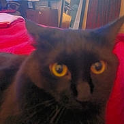 Miku joined the competition — help win amazing prizes! cat, black_cat, yellow_eyes, blurred, close_up, indoor, bed, blanket, furniture, computer, chair, mirror, window, curtains, room, domestic, pet, whiskers, relaxed, soft_light