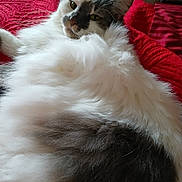 Fluffy joined the competition — help win amazing prizes! animal, blanket, cat, closeup, comfortable, cozy, cute, feline, fluffy, fur, green_eyes, home, indoor, pet, red, relaxed, resting, sleepy, soft, whiskers