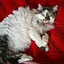Fluffy is registered to the contest to win money with this photo: animal, cat, cute, domestic_cat, ears, fluffy, fur, gray, indoor, mammal, paws, pet, pink_blanket, quilted_blanket, red_blanket, relaxed, resting, whiskers, white, yellow_eyes