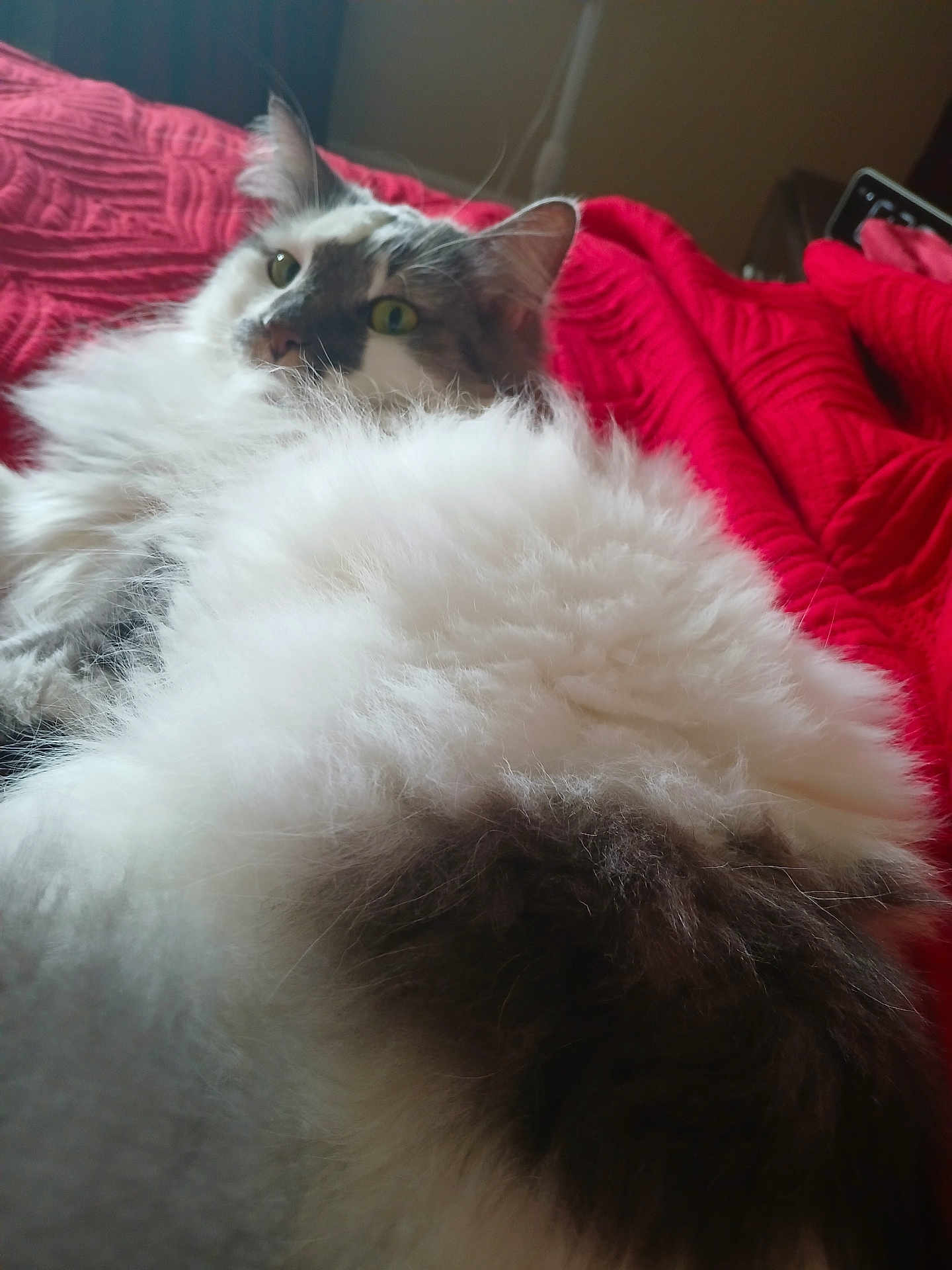 Fluffy joined the competition — help win amazing prizes! animal, bed, blanket, cat, closeup, cozy, cute, ears, fluffy, fur, gray, green_eyes, indoor, pet, red, relaxed, resting, soft, whiskers, white