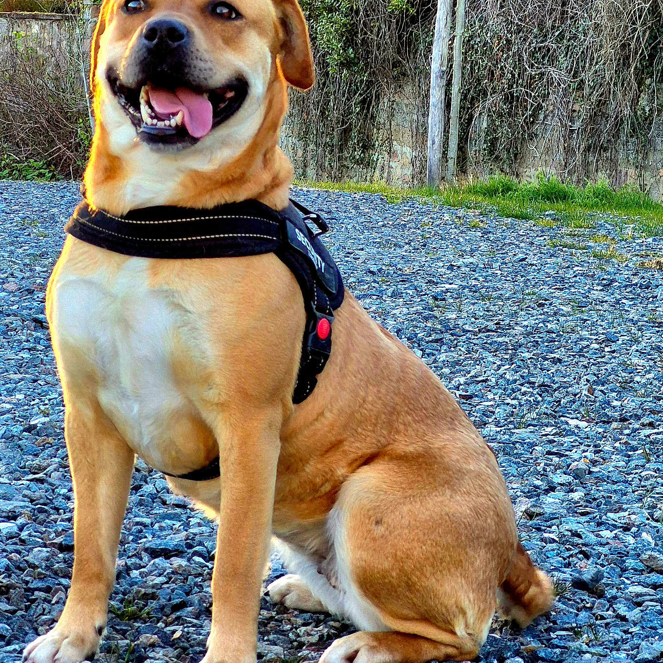 Shana a rejoint le concours — aidez-le/la à gagner de superbes lots ! canine, daylight, dog, ears, fur, gravel, greenery, happy, harness, muzzle, nature, outdoor, paw, pet, plants, security, sitting, smiling, tongue_out, trees