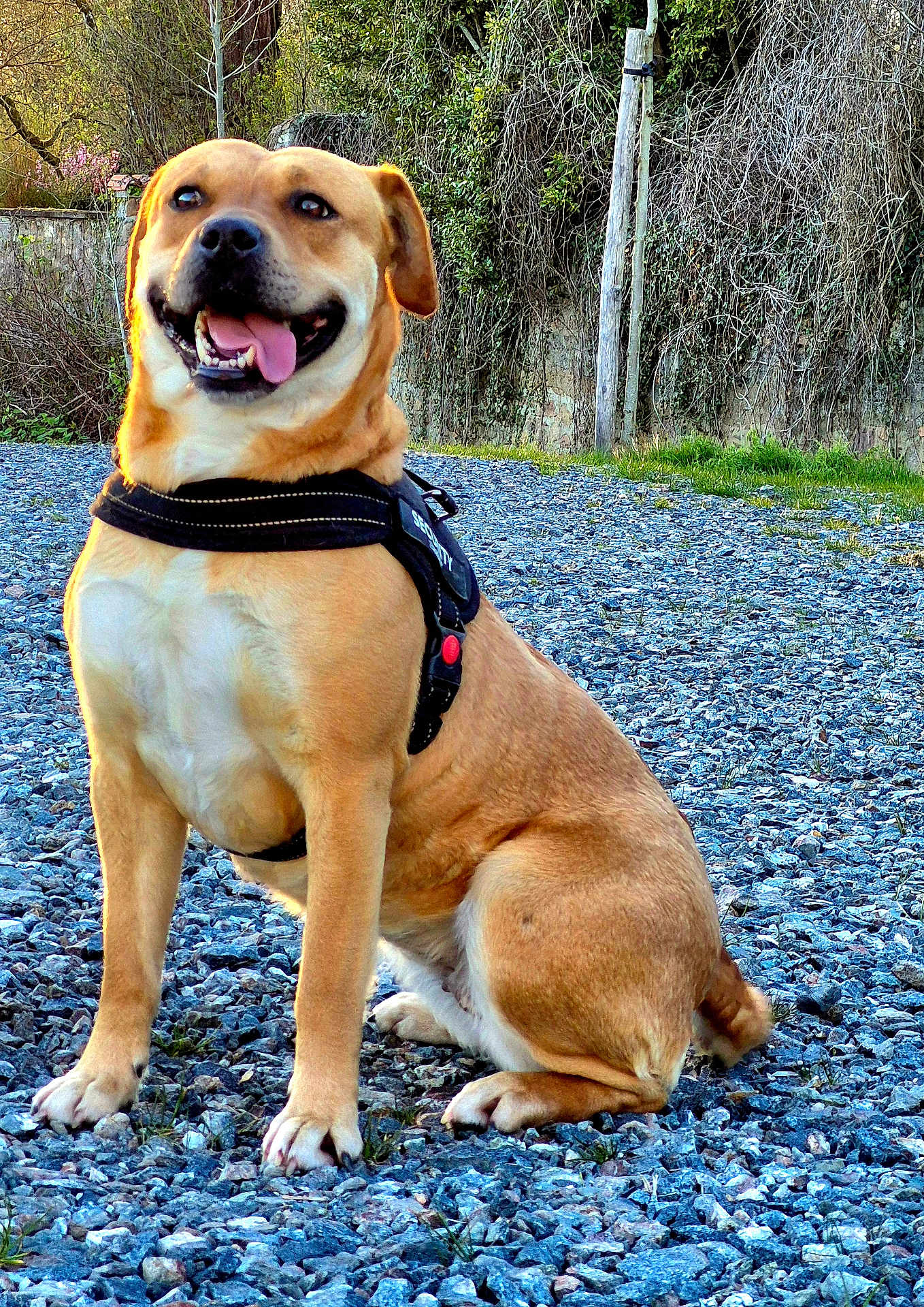 Shana a rejoint le concours — aidez-le/la à gagner de superbes lots ! canine, daylight, dog, ears, fur, gravel, greenery, happy, harness, muzzle, nature, outdoor, paw, pet, plants, security, sitting, smiling, tongue_out, trees