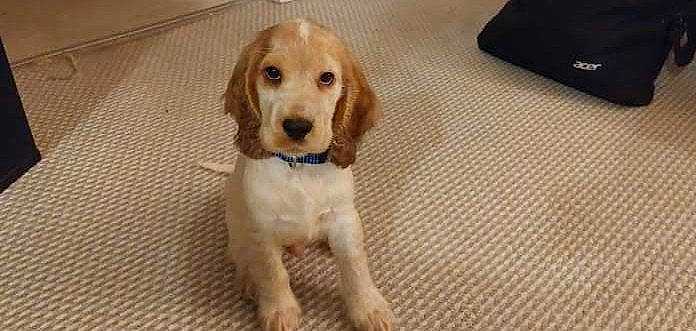 Rio is registered to the contest to win money with this photo: canidae, carnivore, companion_dog, dog, dog_breed, fawn, flooring, hound, hunting_dog, liver, pet_supply, snout, sporting_group, terrestrial_animal, toy_dog, whiskers, working_animal