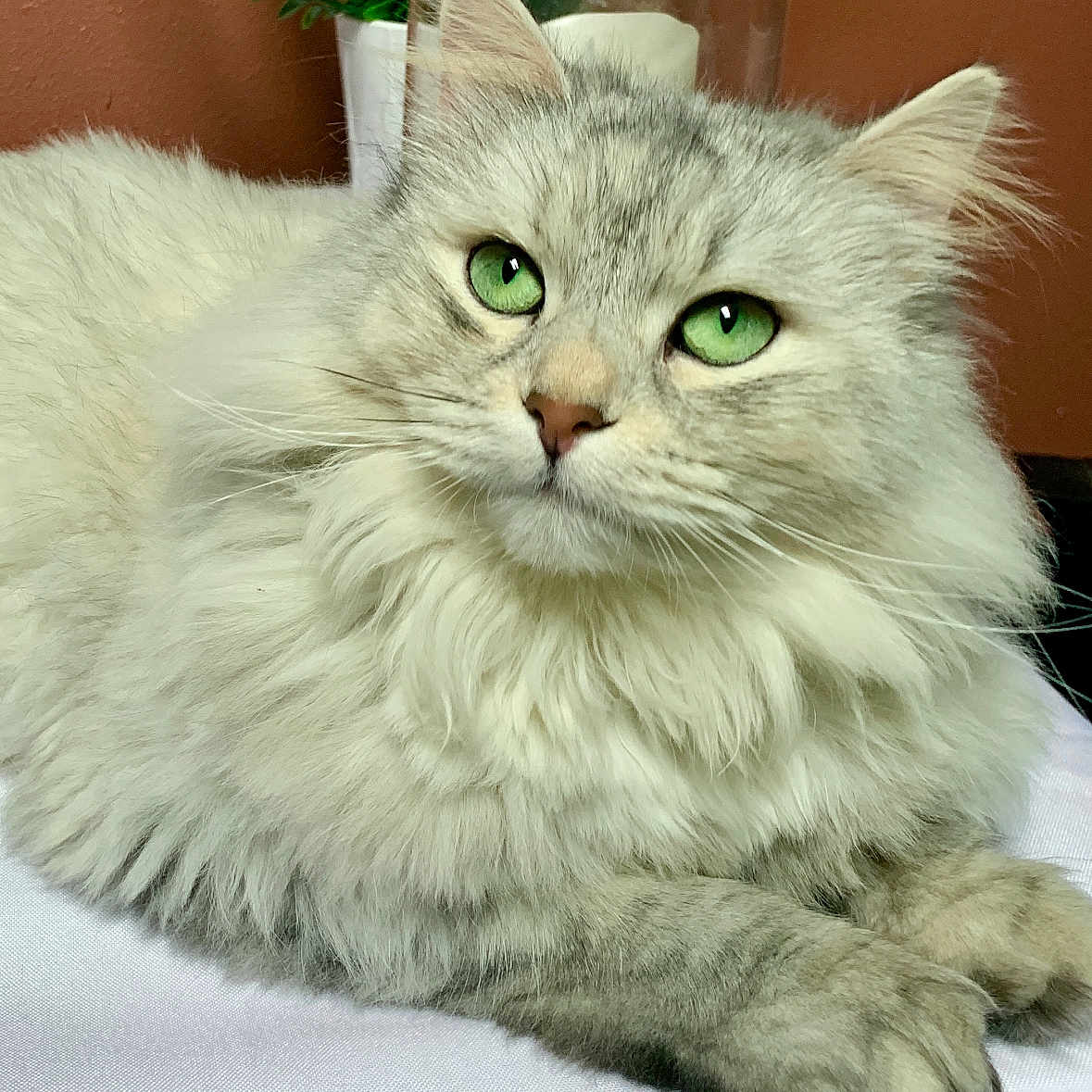 Ivy is registered to the contest to win money with this photo: abyssinian, angora, animal, blanket, cat, couch, furniture, homedecor, kitten, linen, manx, pet, plant, siamese, white