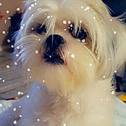 Jagger joined the competition — help win amazing prizes! dog, white_dog, fluffy, indoor, pet, animal, curious, close_up, fur, cute, canine, home, lamp, furniture, decor, snow_effect, portrait, looking_up, cozy, small_dog