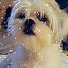 dog, white_dog, fluffy, indoor, pet, animal, curious, close_up, fur, cute, canine, home, lamp, furniture, decor, snow_effect, portrait, looking_up, cozy, small_dog