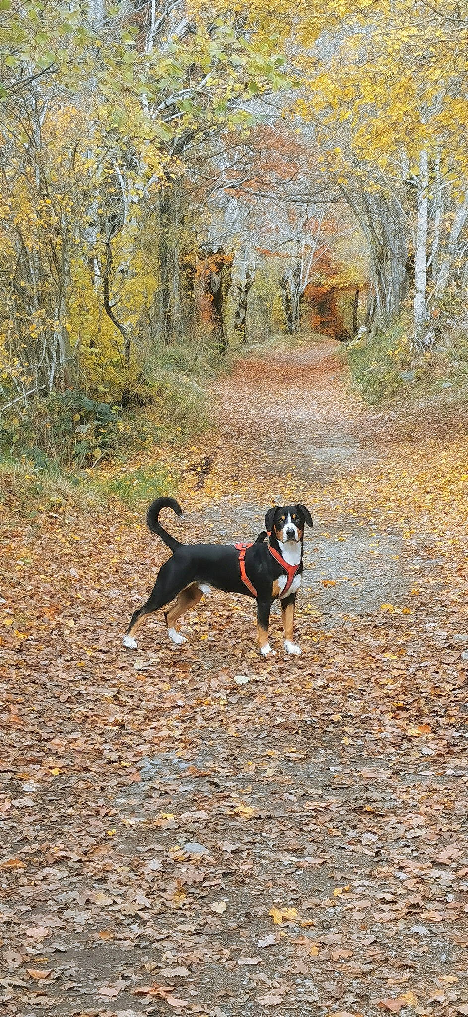 Skoll participe au concours pour gagner de l'argent avec cette photo : autumn, canidae, carnivore, deciduous, dog, dog_breed, fawn, forest, grass, landscape, natural_landscape, plant, recreation, soil, tail, trail, tree, wood, woodland, working_animal