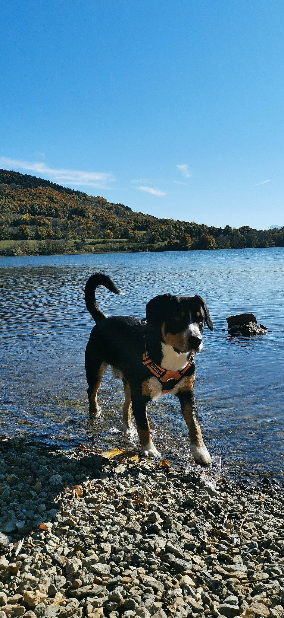 Skoll participe au concours pour gagner de l'argent avec cette photo : beach, canidae, carnivore, cloud, collar, companion_dog, dog, dog_breed, herding_dog, horizon, lake, mountain, pet_supply, sky, sporting_group, tail, tree, water, water_resources, working_animal