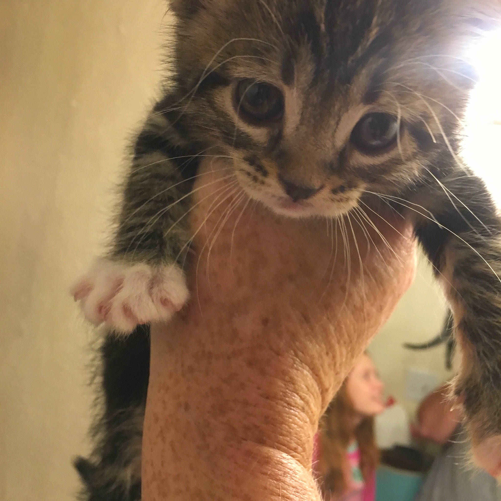 Mocha joined the competition — help win amazing prizes! american_curl, asian, carnivore, cat, claw, domestic_long_haired_cat, domestic_short_haired_cat, european_shorthair, felidae, fur, kitten, maine_coon, mammal, norwegian_forest_cat, pixie_bob, polydactyl_cat, small_to_medium_sized_cats, snout, tabby_cat, whiskers