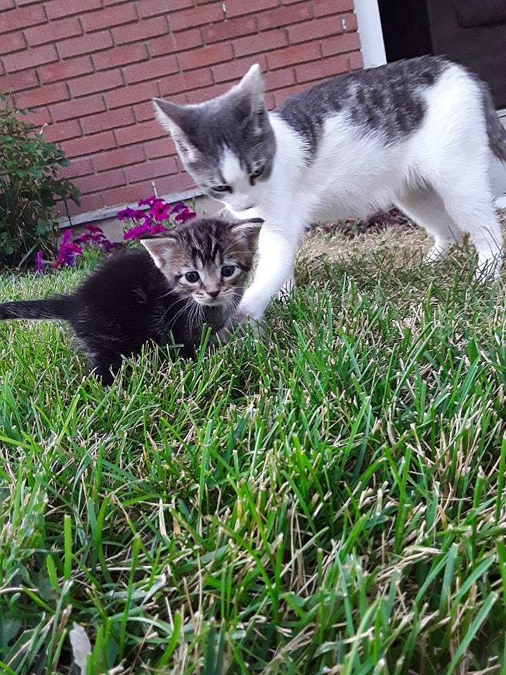 Mocha joined the competition — help win amazing prizes! carnivore, cat, domestic_short_haired_cat, european_shorthair, felidae, grass, grass_family, kitten, plant, polydactyl_cat, small_to_medium_sized_cats, tail, whiskers