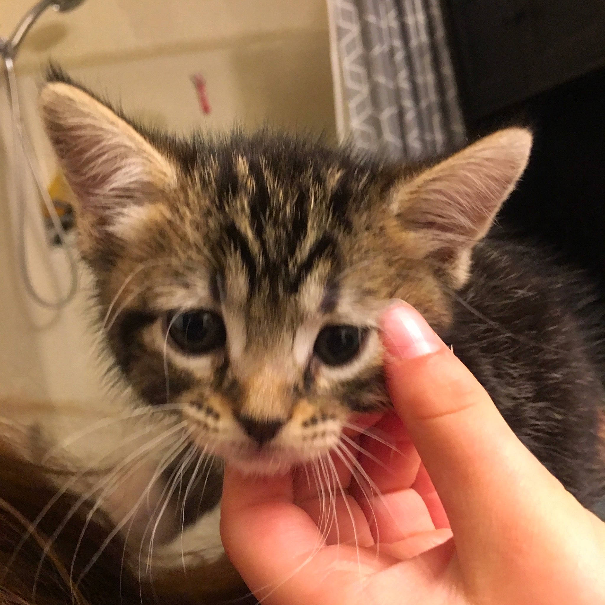 Mocha joined the competition — help win amazing prizes! american_shorthair, american_wirehair, asian, bengal, carnivore, cat, domestic_short_haired_cat, dragon_li, ear, european_shorthair, eye, felidae, hand, kitten, mammal, pixie_bob, small_to_medium_sized_cats, tabby_cat, vertebrate, whiskers