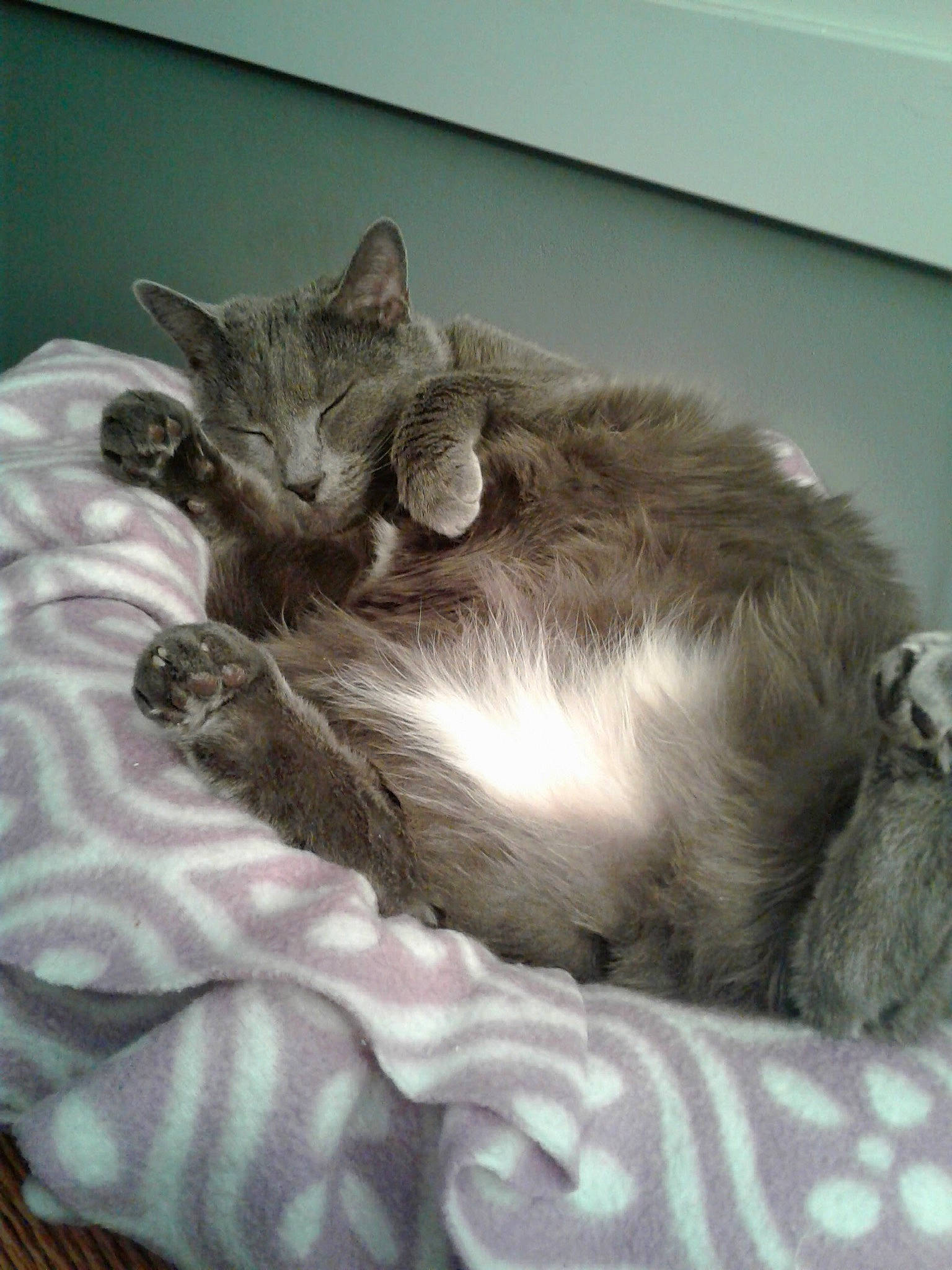 Minnie joined the competition — help win amazing prizes! american_curl, asian, bed, burmilla, carnivore, cat, domestic_short_haired_cat, european_shorthair, felidae, fur, kitten, mammal, nap, nebelung, norwegian_forest_cat, oriental_longhair, singapura, small_to_medium_sized_cats, tabby_cat, whiskers