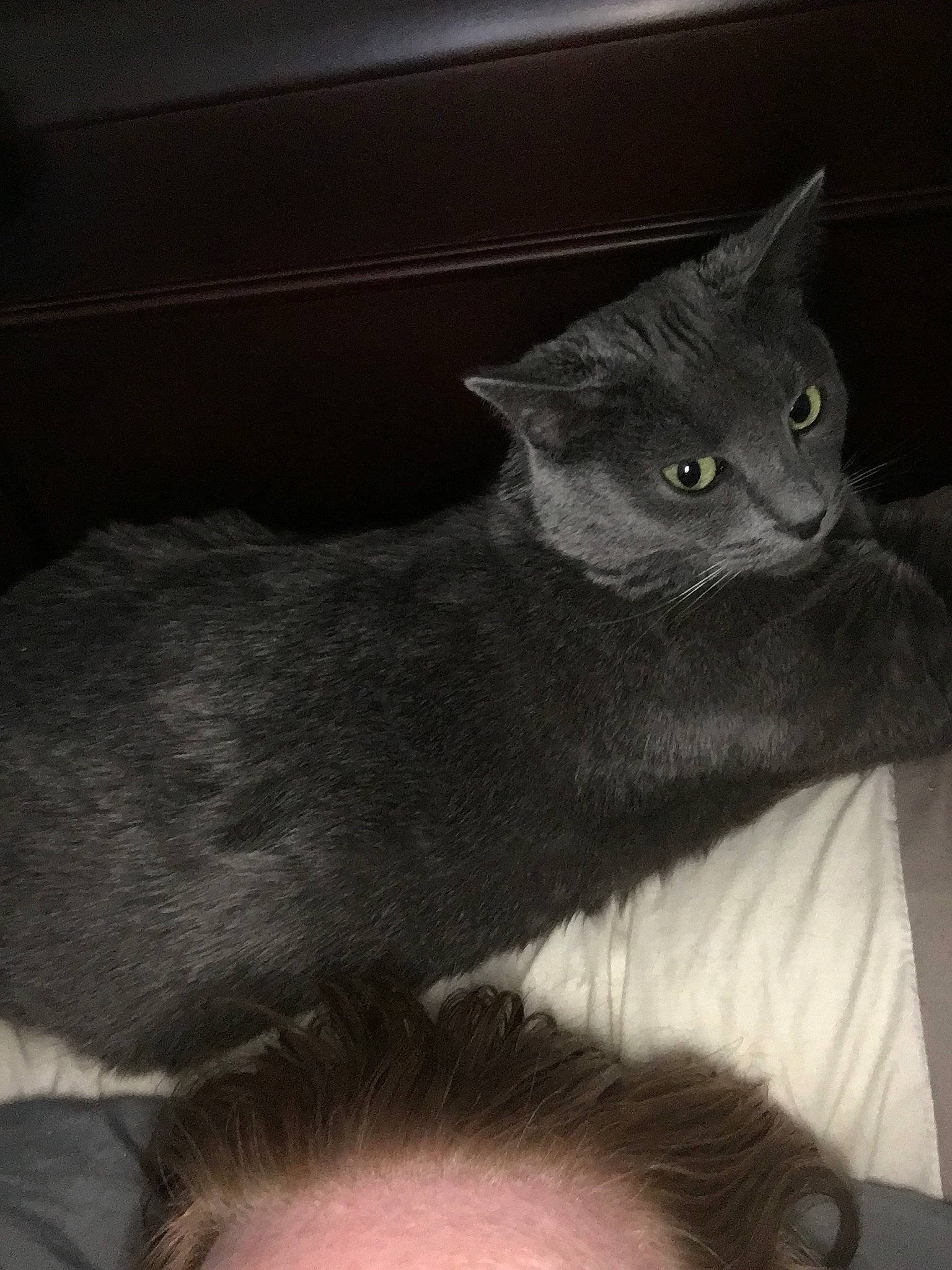 Minnie is registered to the contest to win money with this photo: asian, black_cat, british_shorthair, carnivore, cat, chartreux, domestic_short_haired_cat, ear, eye, felidae, kitten, korat, mammal, nebelung, russian_blue, small_to_medium_sized_cats, whiskers