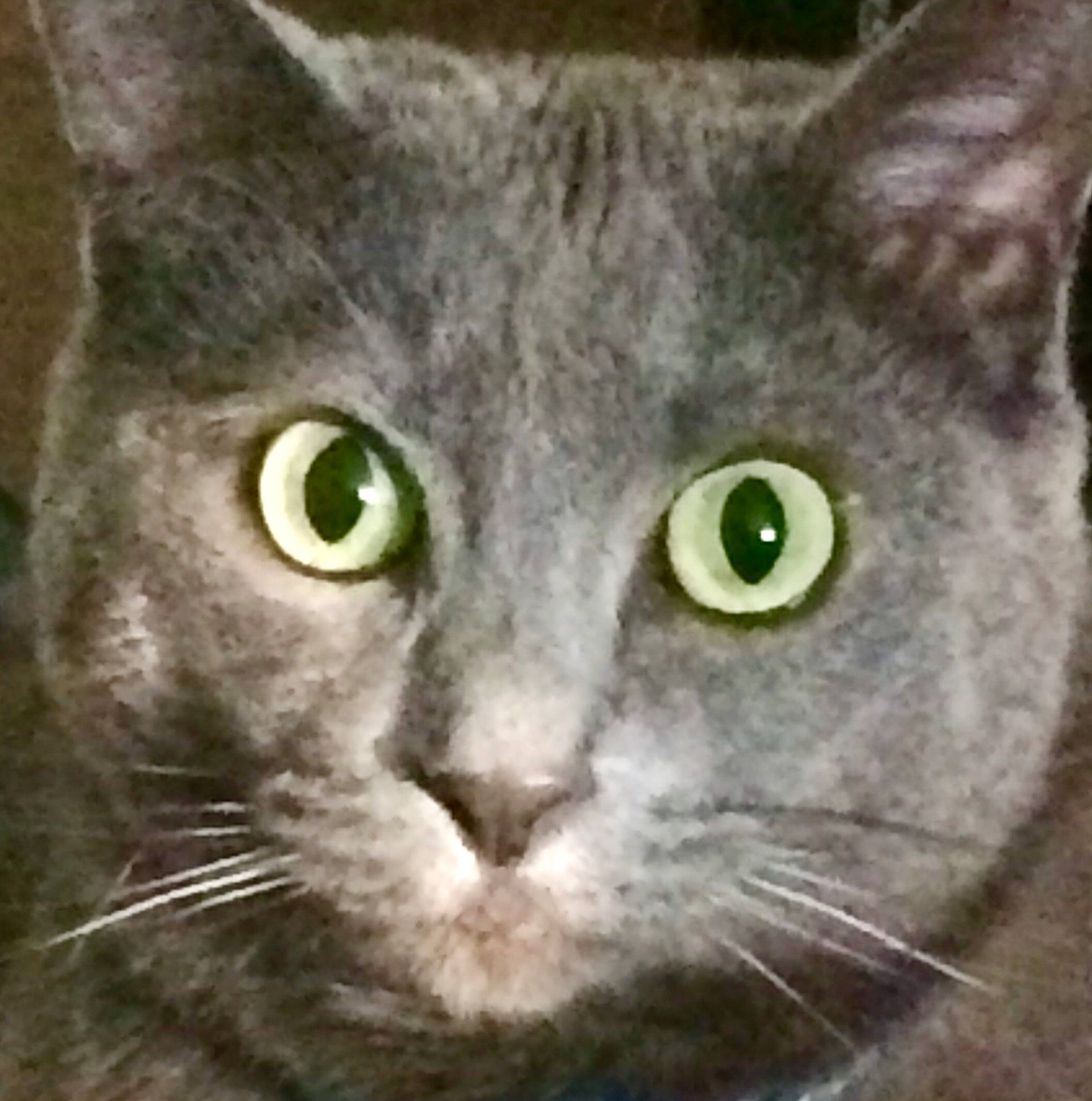 Minnie is registered to the contest to win money with this photo: asian, australian_mist, british_shorthair, carnivore, cat, chartreux, close_up, domestic_short_haired_cat, european_shorthair, eye, felidae, german_rex, korat, mammal, nebelung, russian_blue, small_to_medium_sized_cats, snout, vertebrate, whiskers