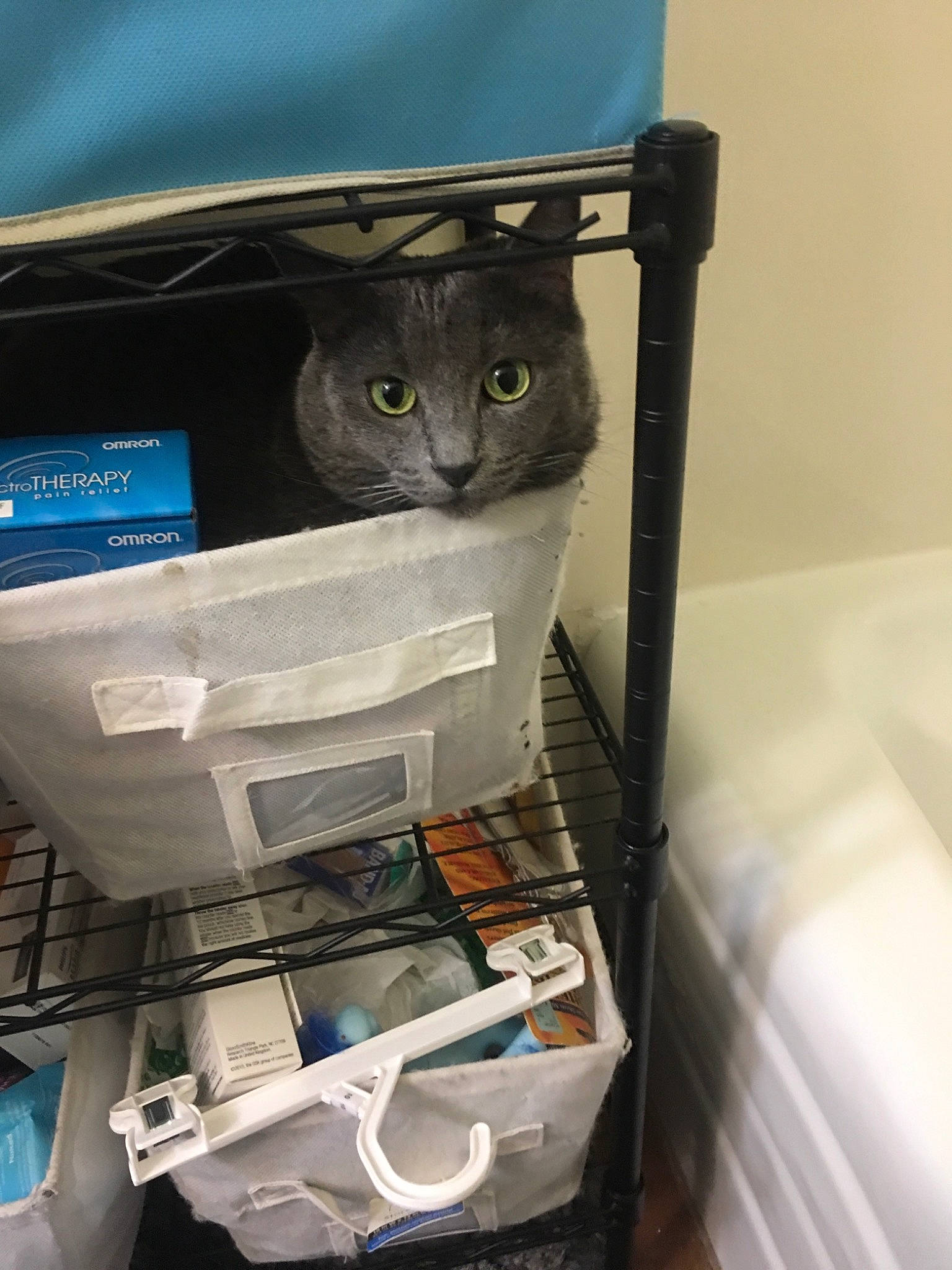 Minnie joined the competition — help win amazing prizes! carnivore, cat, domestic_short_haired_cat, felidae, russian_blue, shelf, small_to_medium_sized_cats, whiskers