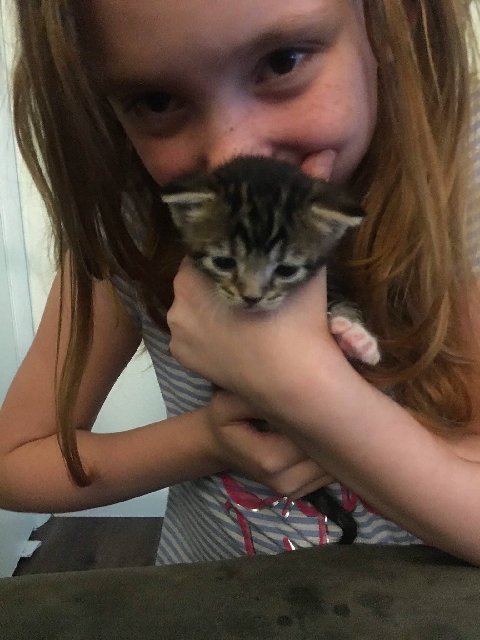 Mocha is registered to the contest to win money with this photo: asian, carnivore, cat, domestic_short_haired_cat, european_shorthair, fawn, felidae, kitten, mouth, nose, singapura, small_to_medium_sized_cats, smile, whiskers