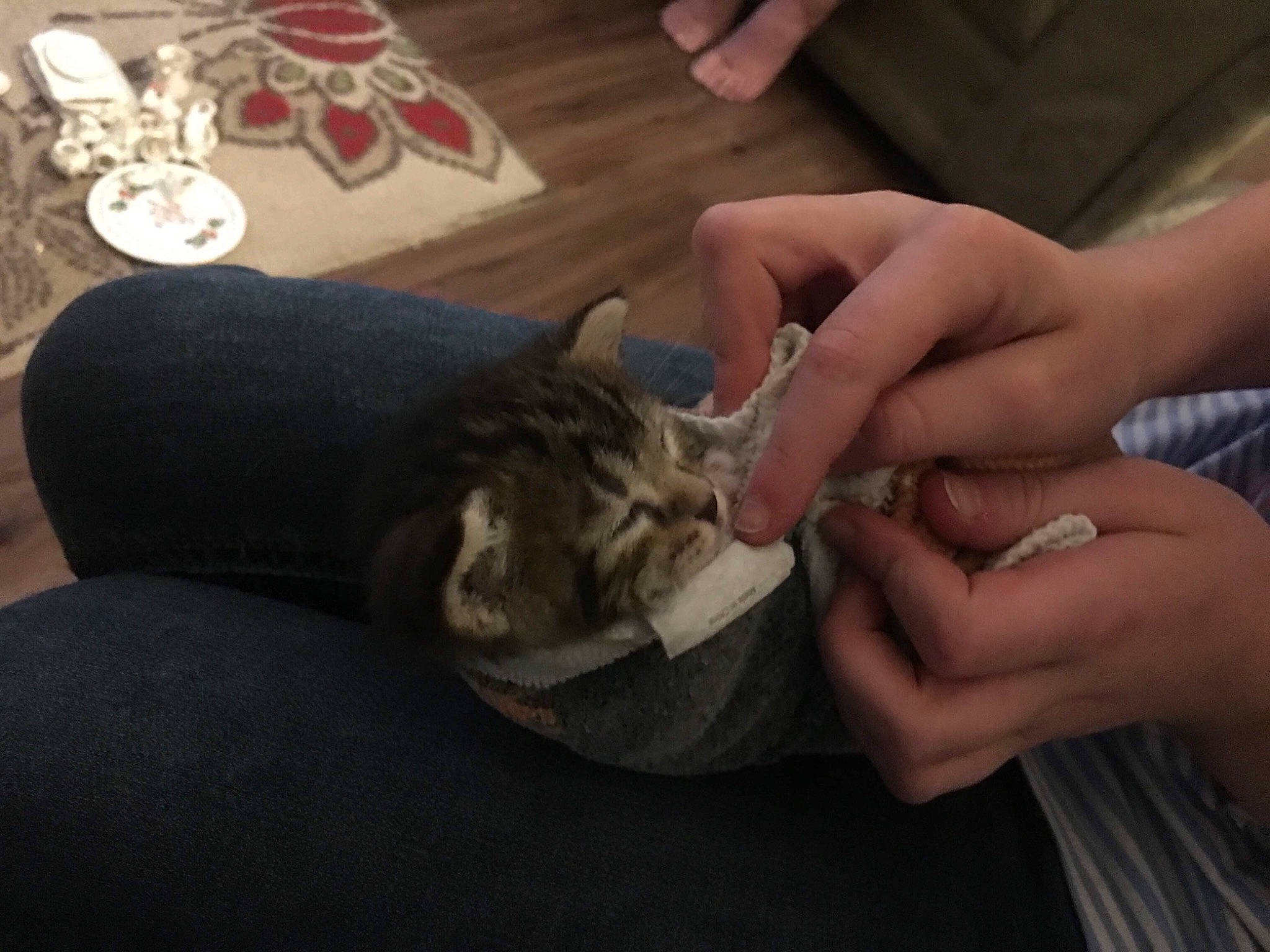 Mocha joined the competition — help win amazing prizes! arm, carnivore, cat, domestic_short_haired_cat, ear, felidae, finger, hand, kitten, leg, nail, small_to_medium_sized_cats, whiskers