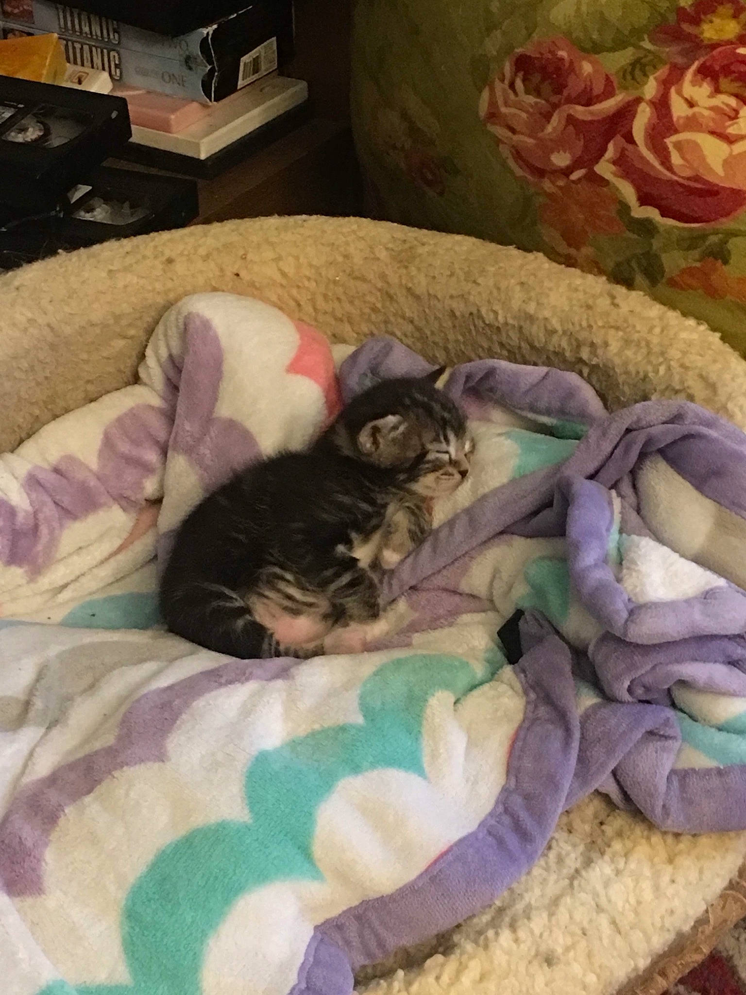 Mocha is registered to the contest to win money with this photo: bed, canidae, carnivore, cat, companion_dog, dog_breed, fawn, felidae, kitten, morkie, nap, puppy, sleep, small_to_medium_sized_cats, whiskers