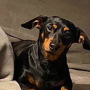 Fifi is registered to the contest to win money with this photo: black_and_tan, blanket, couch, cozy, curious, dachshund, dog, domestic, ears, eyes, fur, indoor, looking_at_camera, nose, paw, pet, portrait, sitting, small_dog, whiskers