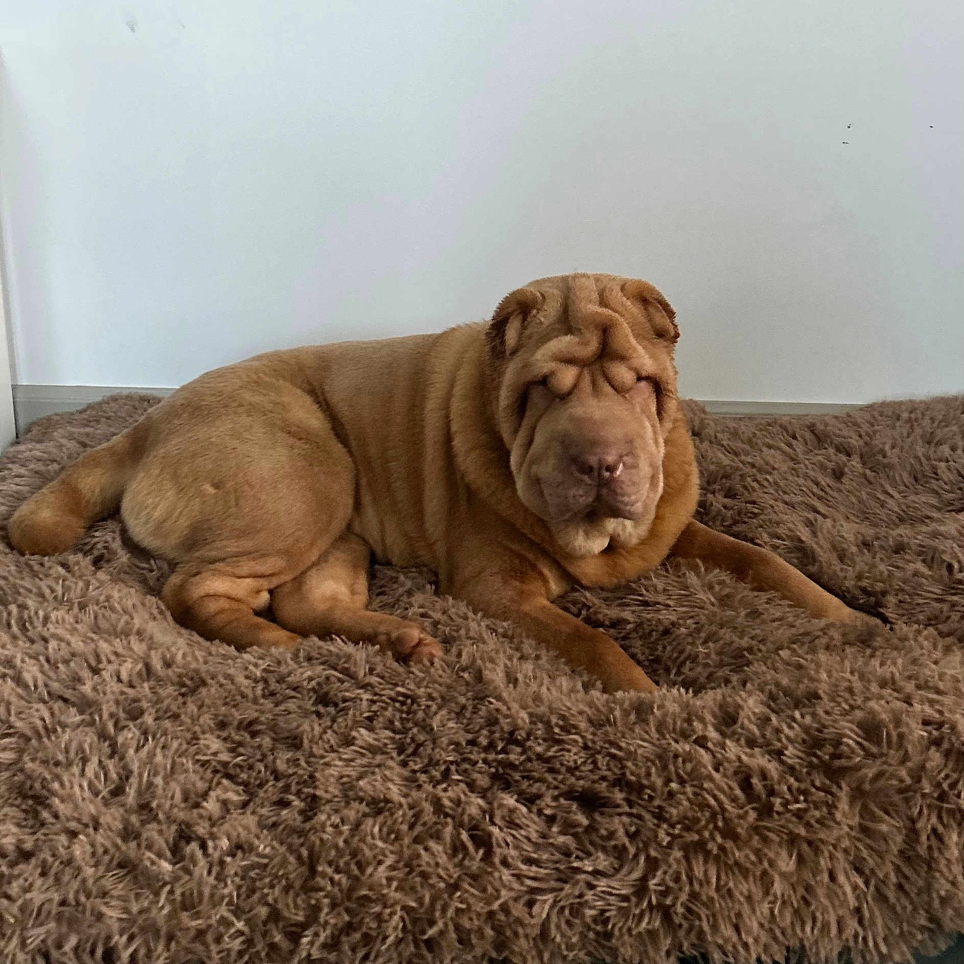 Taz a rejoint le concours — aidez-le/la à gagner de superbes lots ! animal, blanket, bulldog, canine, dog, dogbed, homedecor, person, pet, pitbull, puppy, sleeping, snout