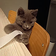 Ruby a rejoint le concours — aidez-le/la à gagner de superbes lots ! kitten, gray_cat, claws, wooden_chair, table, indoor, curious, pet, animal, feline, playful, closeup, domestic_cat, young_cat, clawing, fur, whiskers, face, eyes, paw