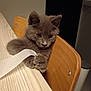 kitten, gray_cat, claws, wooden_chair, table, indoor, curious, pet, animal, feline, playful, closeup, domestic_cat, young_cat, clawing, fur, whiskers, face, eyes, paw