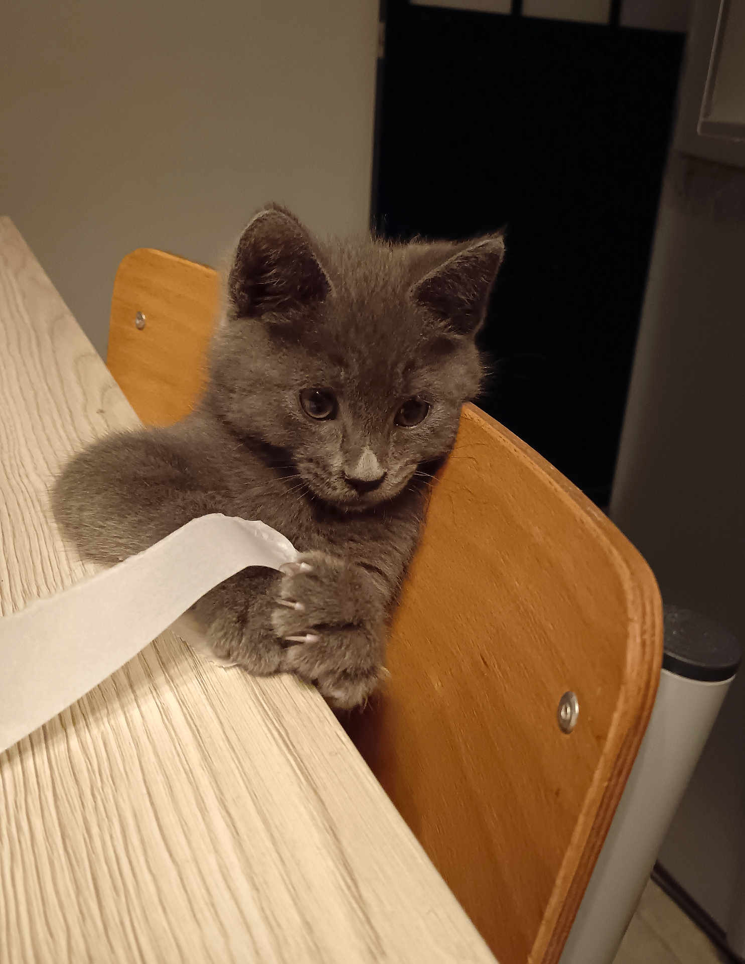 Ruby a rejoint le concours — aidez-le/la à gagner de superbes lots ! kitten, gray_cat, claws, wooden_chair, table, indoor, curious, pet, animal, feline, playful, closeup, domestic_cat, young_cat, clawing, fur, whiskers, face, eyes, paw