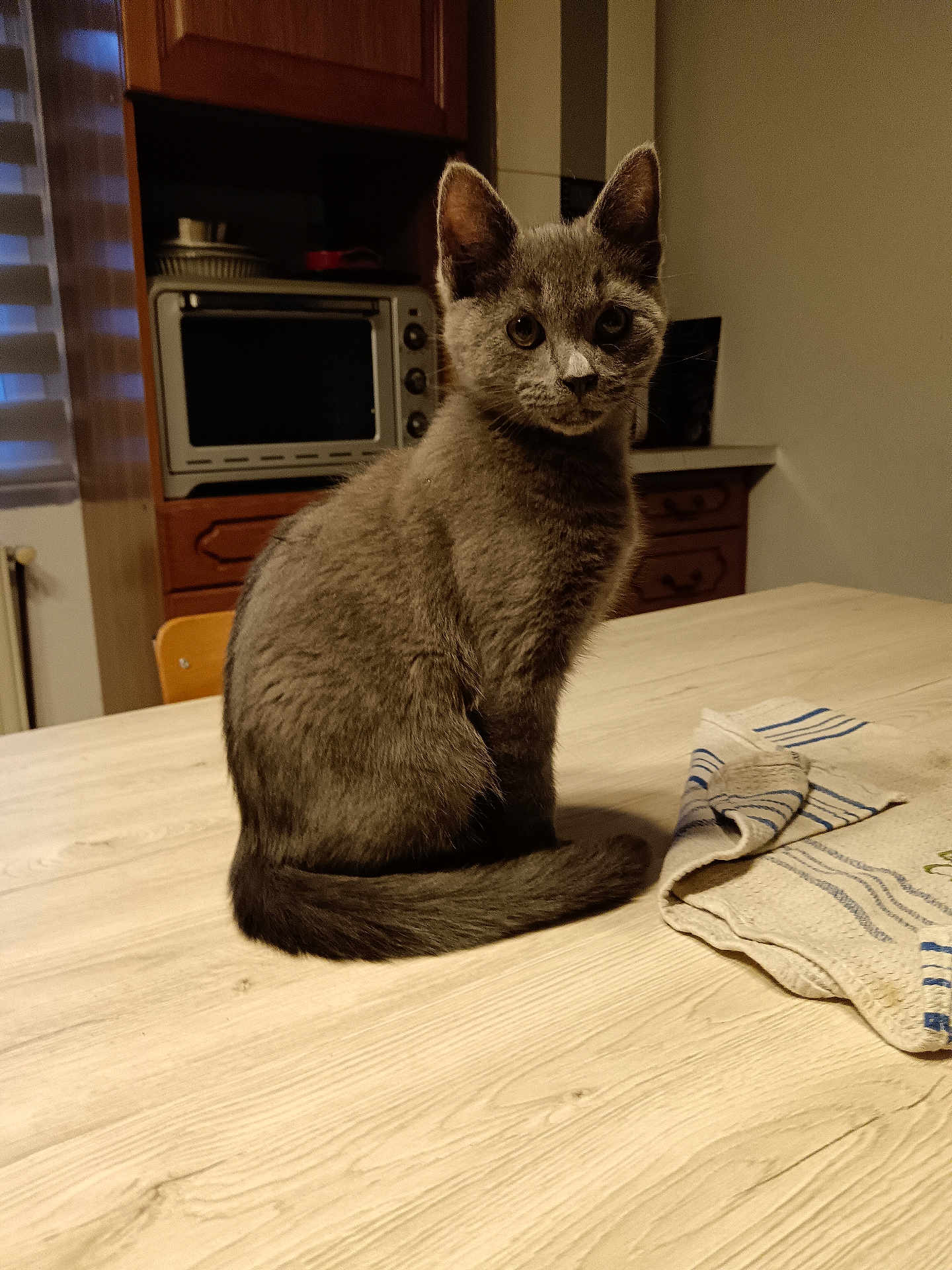 Rubeys participe au concours pour gagner de l'argent avec cette photo : cat, gray_cat, kitten, table, wooden_table, kitchen, appliance, oven, chair, cloth, striped_cloth, indoor, pet, feline, curious, sitting, fur, domestic_animal, animal, young_cat