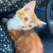 Yara a rejoint le concours — aidez-le/la à gagner de superbes lots ! abyssinian, alloywheel, animal, car, carwheel, cat, cushion, face, head, homedecor, kitten, machine, manx, person, pet, photography, portrait, spoke, transportation, vehicle