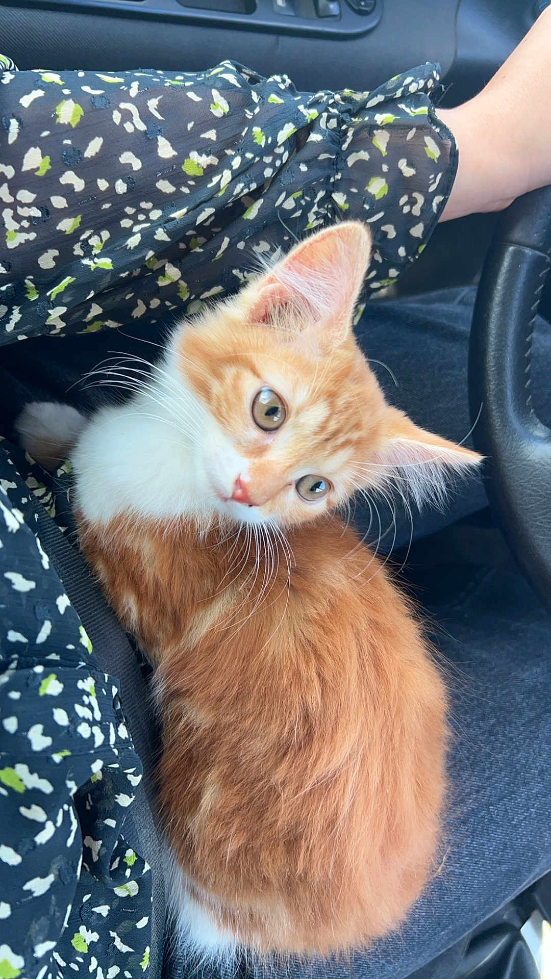 Yara a rejoint le concours — aidez-le/la à gagner de superbes lots ! abyssinian, alloywheel, animal, car, carwheel, cat, cushion, face, head, homedecor, kitten, machine, manx, person, pet, photography, portrait, spoke, transportation, vehicle