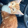 Yara participe au concours pour gagner de l'argent avec cette photo : abyssinian, alloywheel, animal, car, carwheel, cat, chair, cushion, furniture, homedecor, kitten, machine, manx, person, pet, spoke, tire, transportation, vehicle, wheel