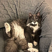 Corkey is registered to the contest to win money with this photo: cat, fluffy, gray, white, armchair, quilted, furniture, pet, cute, relaxed, paw, indoor, animal, whiskers, tail, fur, sitting, looking, cozy, home