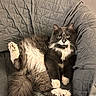 cat, fluffy, gray, white, armchair, quilted, furniture, pet, cute, relaxed, paw, indoor, animal, whiskers, tail, fur, sitting, looking, cozy, home