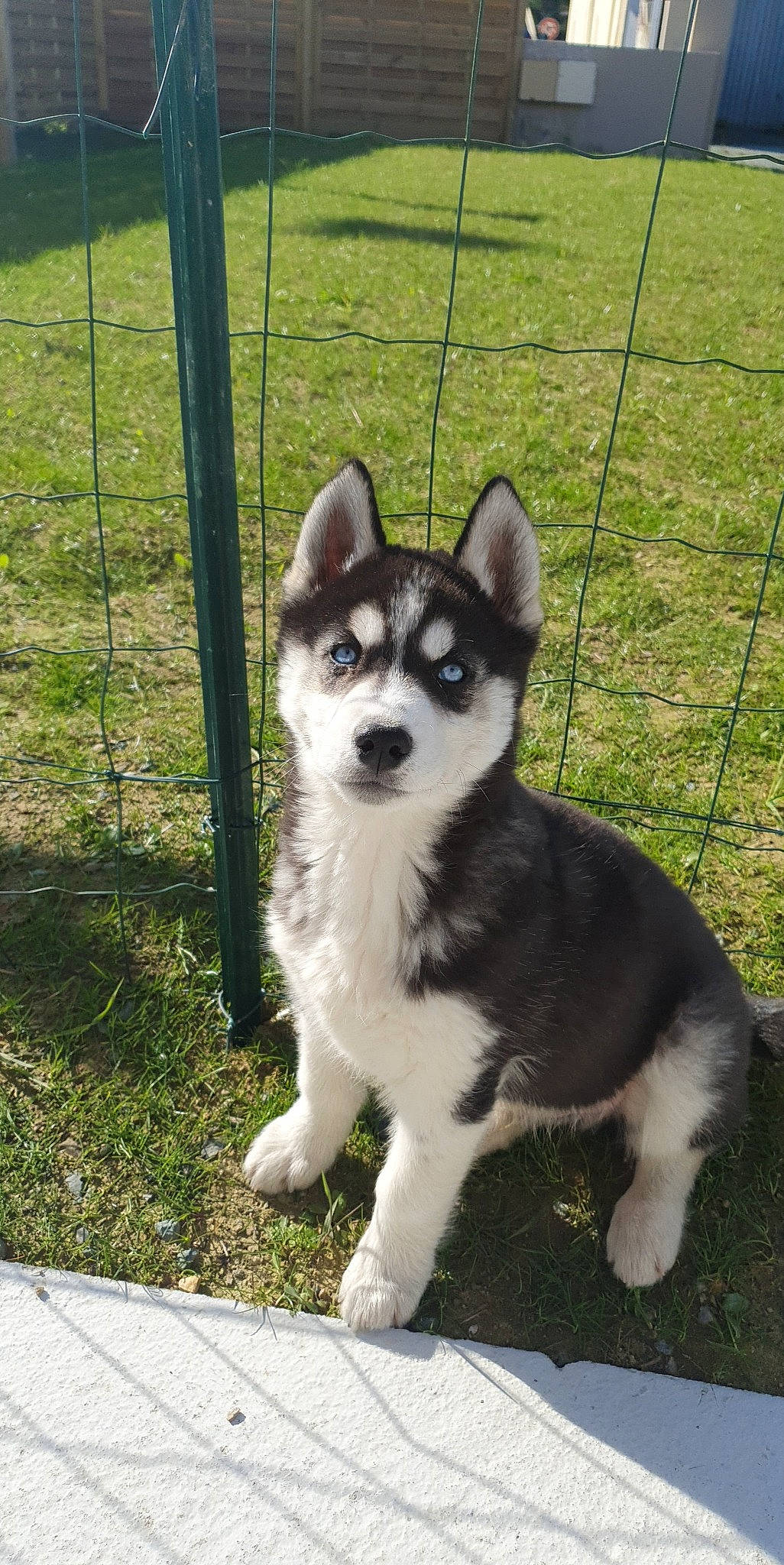 Tobby a rejoint le concours — aidez-le/la à gagner de superbes lots ! canidae, carnivore, collar, companion_dog, dog, dog_breed, eye, fence, fur, grass, leash, siberian_husky, sled_dog, snout, sporting_group, tail, terrestrial_animal, whiskers, working_animal, working_dog