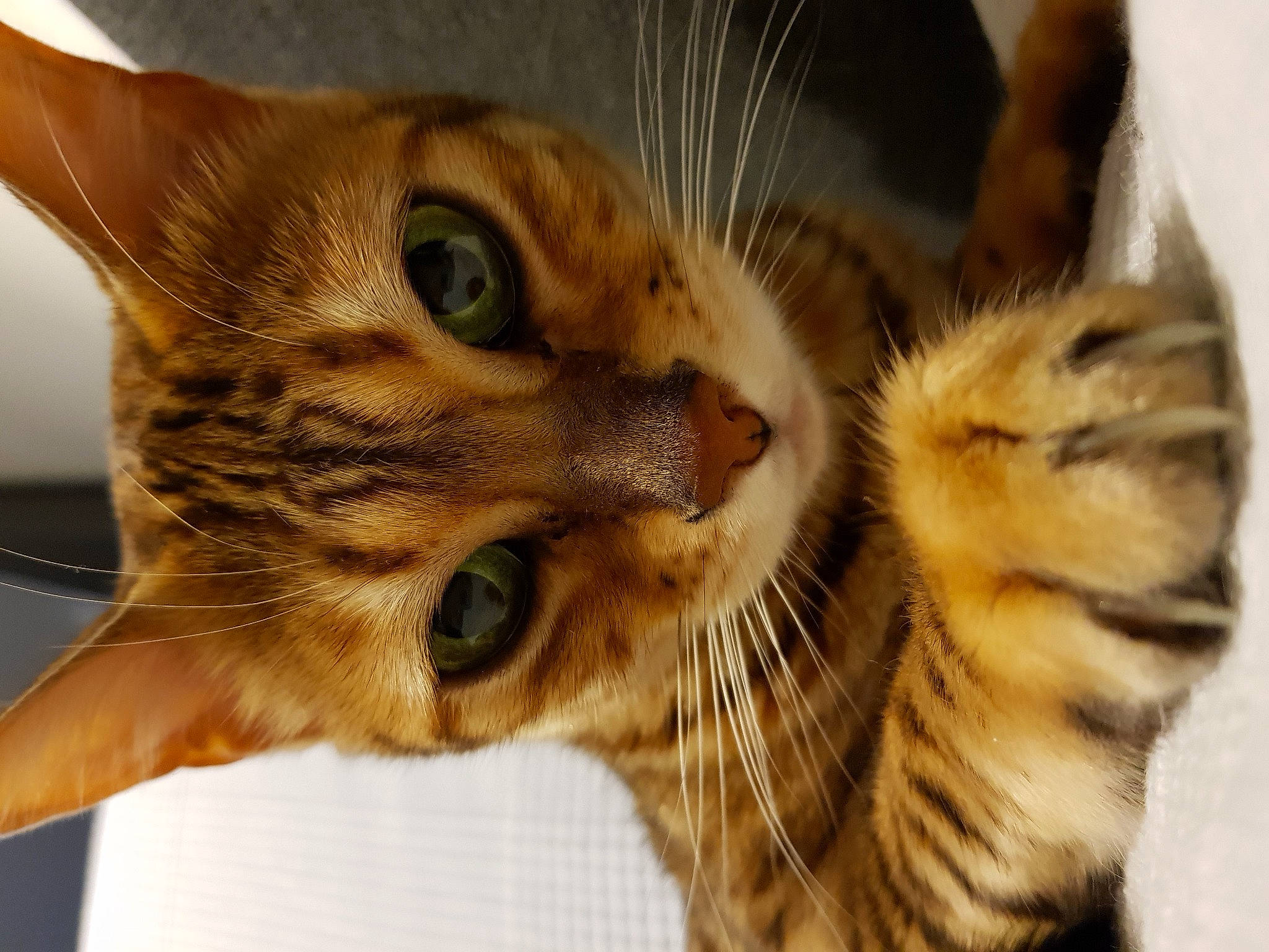 Inès participe au concours pour gagner de l'argent avec cette photo : carnivore, cat, claw, close_up, domestic_short_haired_cat, ear, eye, fawn, felidae, fur, head, iris, mammal, nose, paw, small_to_medium_sized_cats, snout, terrestrial_animal, whiskers, wildlife