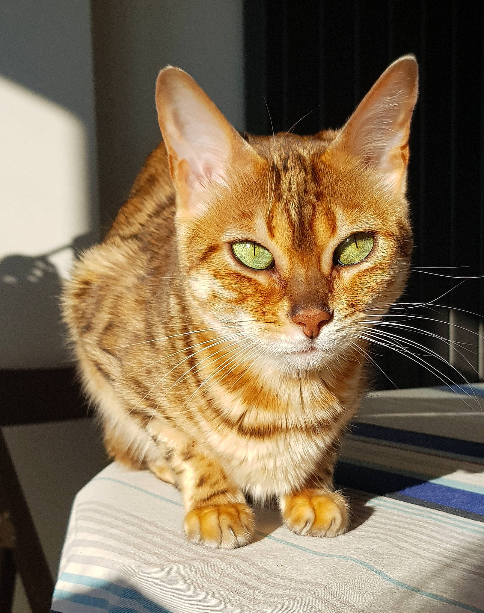 Inès a rejoint le concours — aidez-le/la à gagner de superbes lots ! carnivore, cat, cat_supply, claw, comfort, domestic_short_haired_cat, eye, fawn, felidae, fur, head, paw, sitting, small_to_medium_sized_cats, snout, tail, terrestrial_animal, whiskers, wildlife, wood