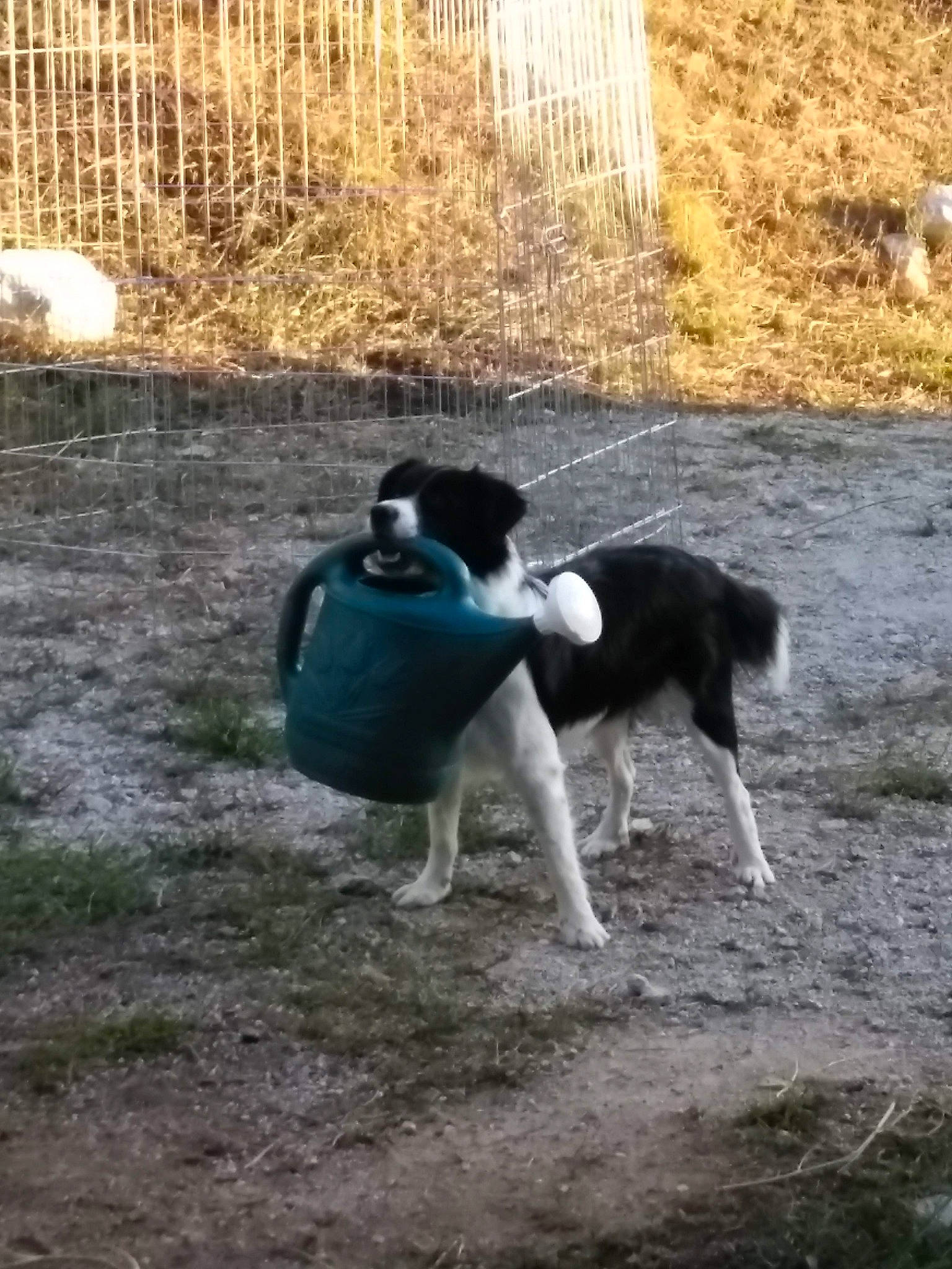 Maddie is registered to the contest to win money with this photo: carnivore, companion_dog, dog, dog_breed, fence, grass, herding_dog, non_sporting_group, plant, soil, sporting_group, tail, terrestrial_animal, working_animal, working_dog