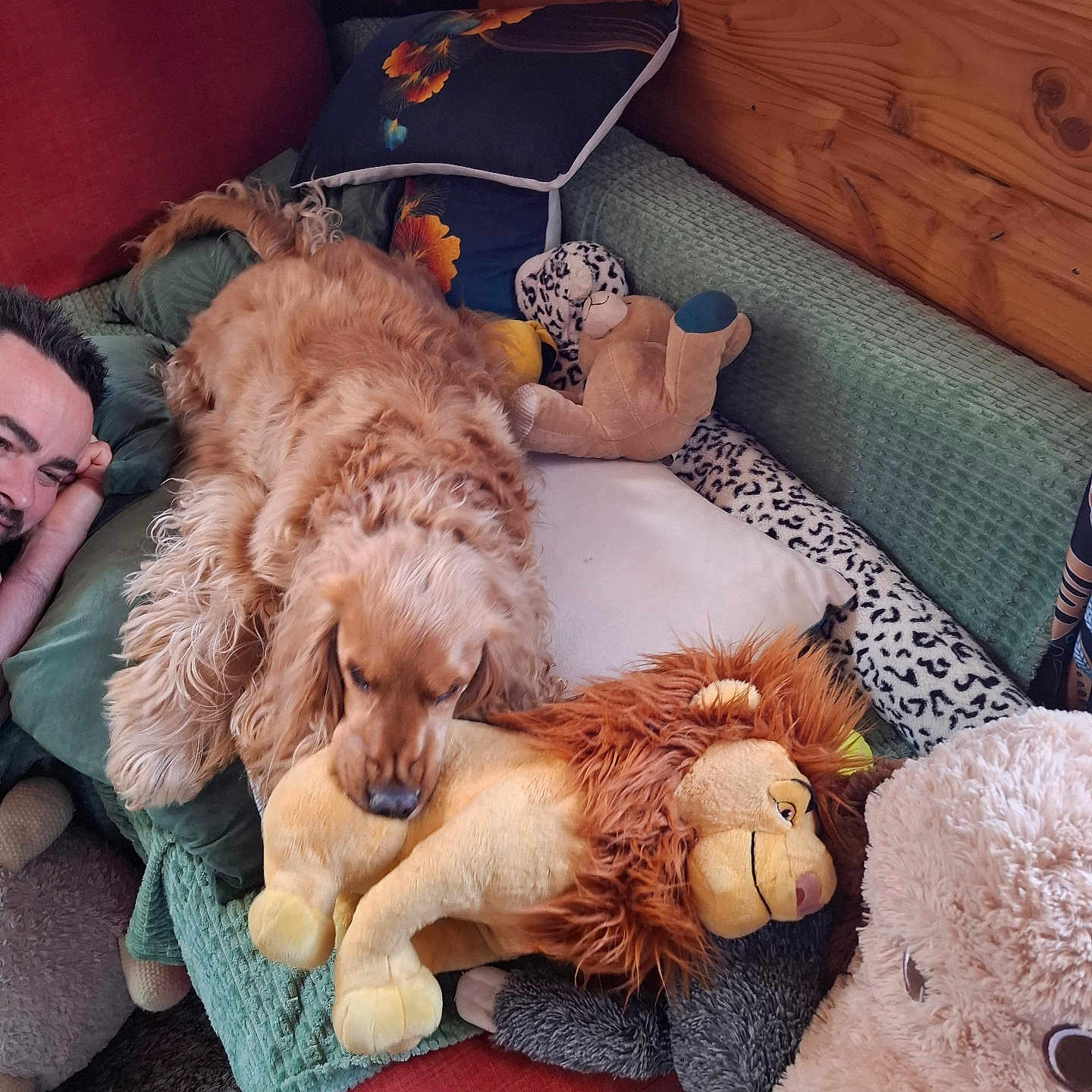 Manuella Renoux a rejoint le concours — aidez-le/la à gagner de superbes lots ! carpet, companionship, couch, cozy, cute, dog, fur, golden_retriever, home, indoor, lion_plush, man, pet, pillow, plush_toy, relaxing, resting, smiling, teddy_bear, wooden_wall