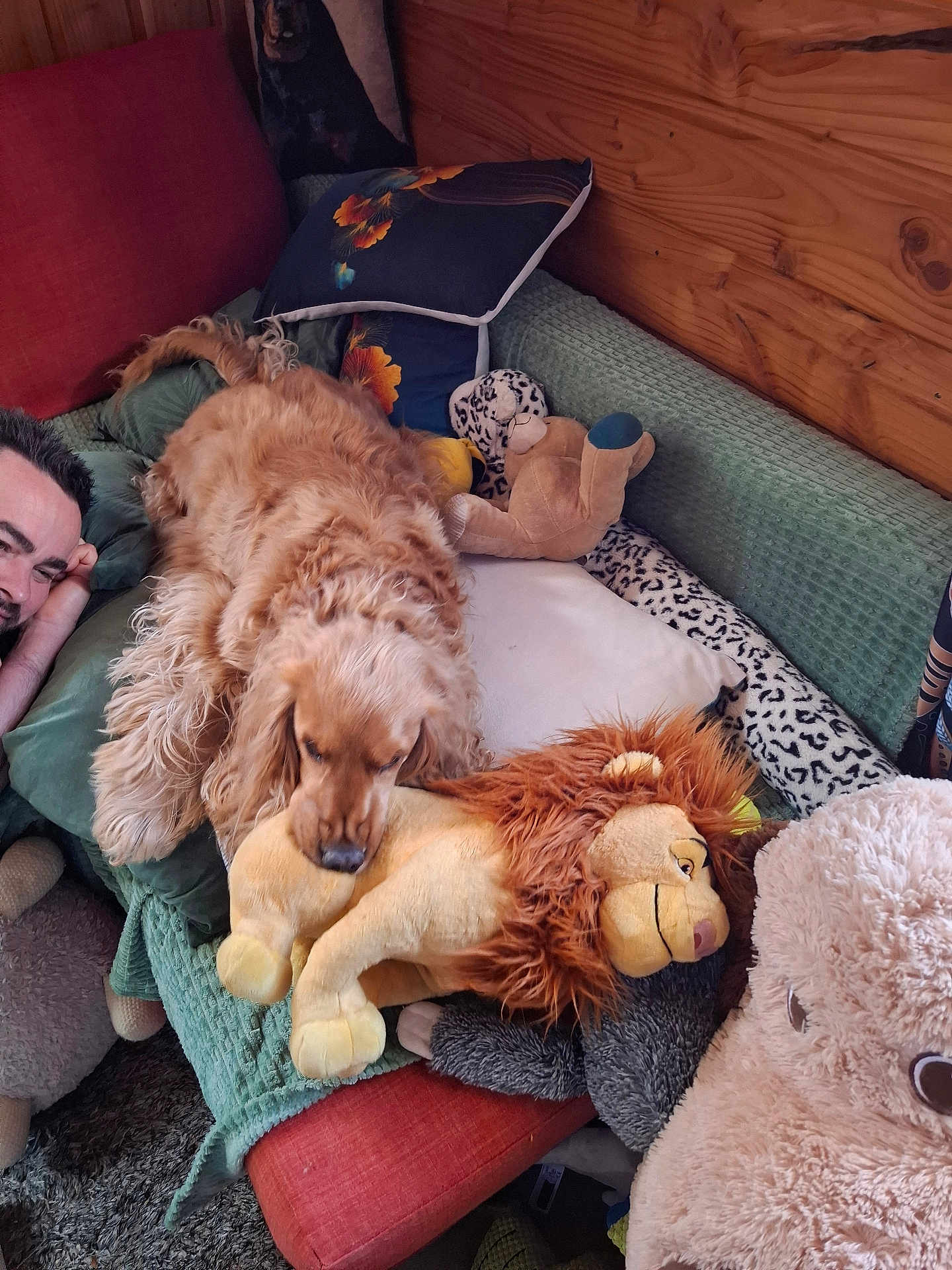 Manuella Renoux a rejoint le concours — aidez-le/la à gagner de superbes lots ! dog, golden_retriever, plush_toy, lion_plush, teddy_bear, couch, pillow, man, smiling, indoor, cozy, wooden_wall, carpet, resting, pet, fur, home, relaxing, cute, companionship