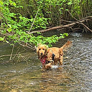 Manuella Renoux a rejoint le concours — aidez-le/la à gagner de superbes lots ! dog, golden_retriever, water, stream, forest, greenery, leaves, nature, outdoor, wet, bandana, animal, canine, river, shallow_water, fur, tree_branch, curious, pet, wading
