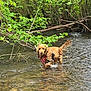 dog, golden_retriever, water, stream, forest, greenery, leaves, nature, outdoor, wet, bandana, animal, canine, river, shallow_water, fur, tree_branch, curious, pet, wading