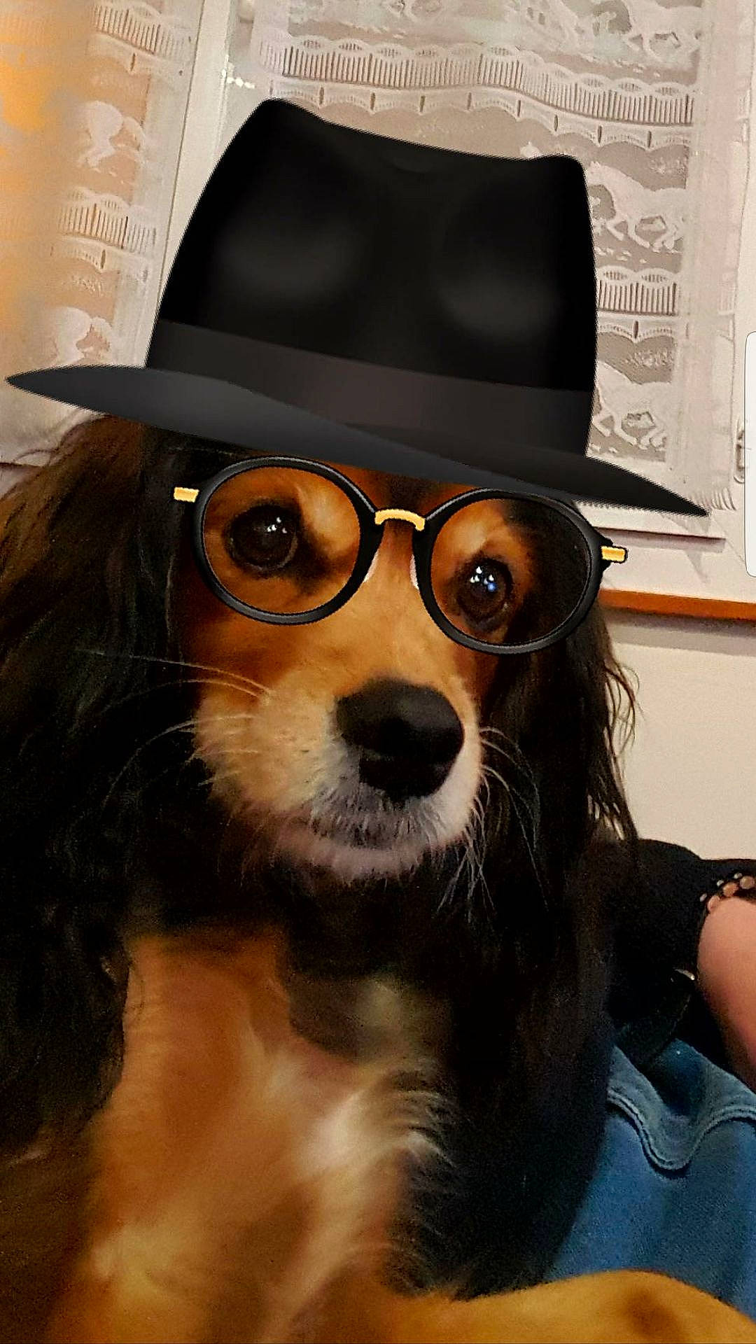 Vanille a rejoint le concours — aidez-le/la à gagner de superbes lots ! bowler_hat, canidae, carnivore, cavalier_king_charles_spaniel, companion_dog, cool, cowboy_hat, dog, dog_breed, eyewear, fashion_accessory, fedora, glasses, hat, headgear, long_hair, snout, sunglasses, vision_care