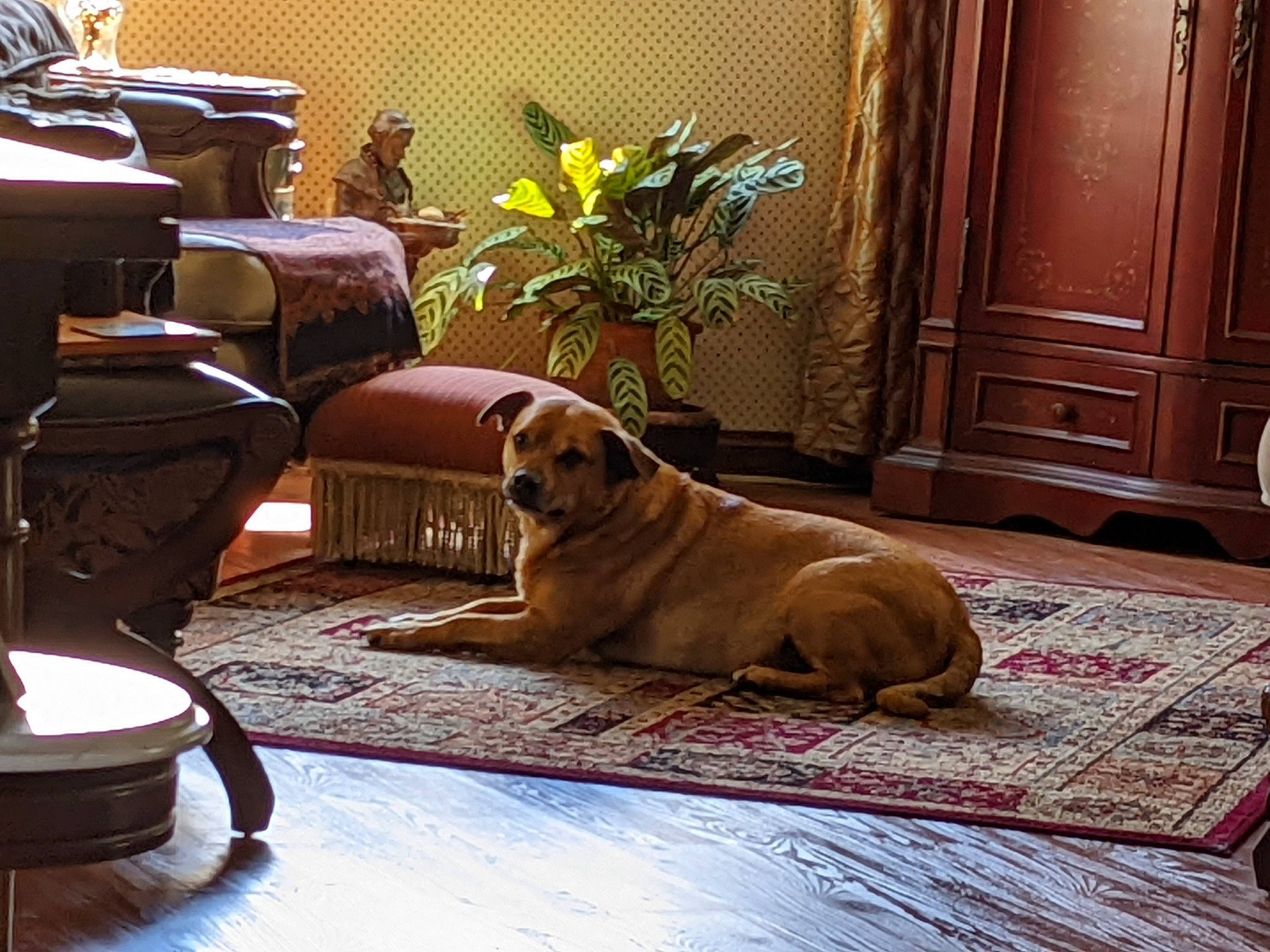 Dodger is registered to the contest to win money with this photo: canidae, carnivore, comfort, companion_dog, dog, dog_breed, door, fawn, floor, flooring, flower, hardwood, houseplant, living_room, outdoor_furniture, plant, sporting_group, studio_couch, wood, working_animal