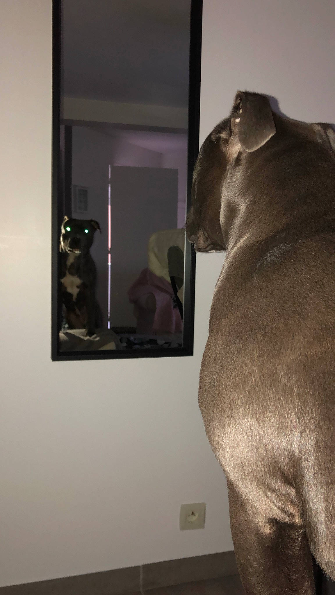 Hasko participe au concours pour gagner de l'argent avec cette photo : art, canidae, dog, dog_breed, ear, fawn, non_sporting_group, pug, snout, sporting_group, tourist_attraction, weimaraner