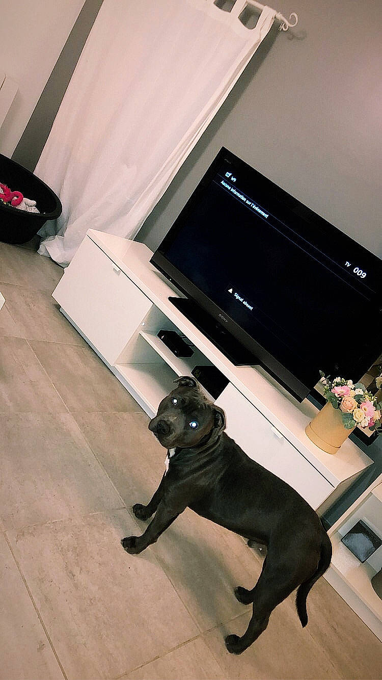 Hasko participe au concours pour gagner de l'argent avec cette photo : canidae, carnivore, dog, dog_breed, floor, guard_dog, non_sporting_group, sporting_group