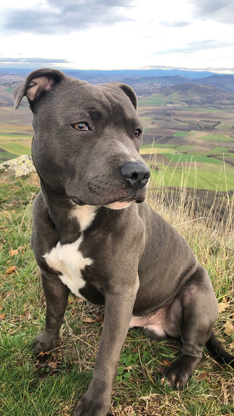 Hasko participe au concours pour gagner de l'argent avec cette photo : alaunt, american_pit_bull_terrier, american_staffordshire_terrier, ancient_dog_breeds, bandog, bull_and_terrier, bully_kutta, canidae, carnivore, dog, dog_breed, fawn, mammal, non_sporting_group, pit_bull, rare_breed_dog, snout, staffordshire_bull_terrier, terrier, vertebrate